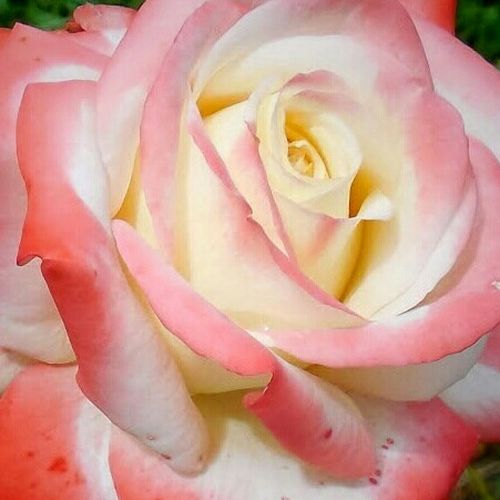 Comprar rosales online - Blanco - Rojo - Rosas híbridas de té - rosa de fragancia discreta - Rosal Impératrice Farah™ - Georges Delbard - -